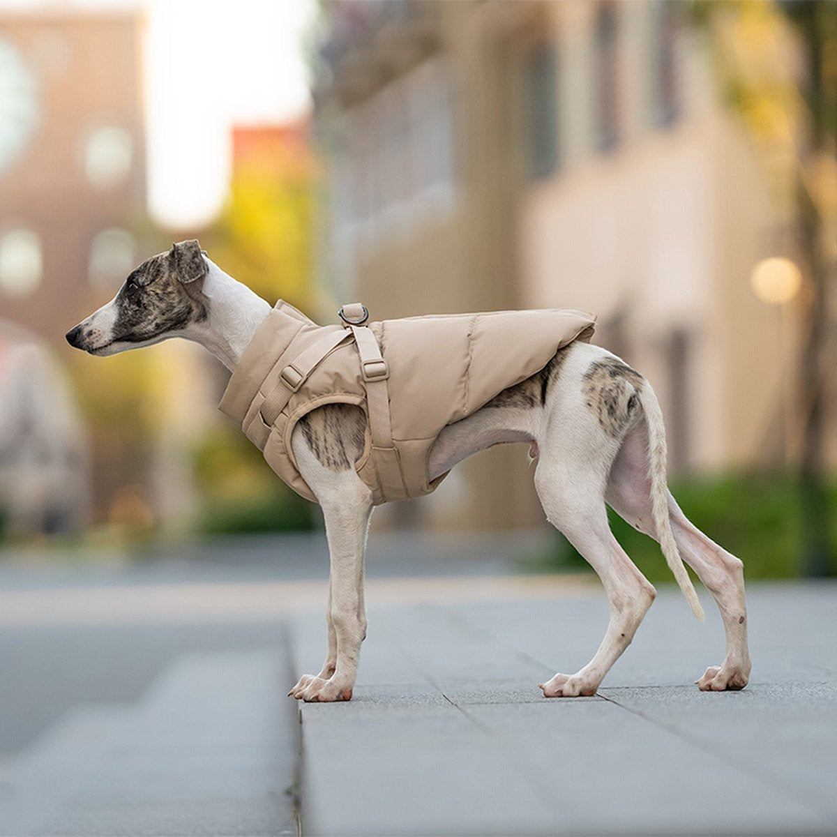 Windproof & Rainproof Pet Jacket