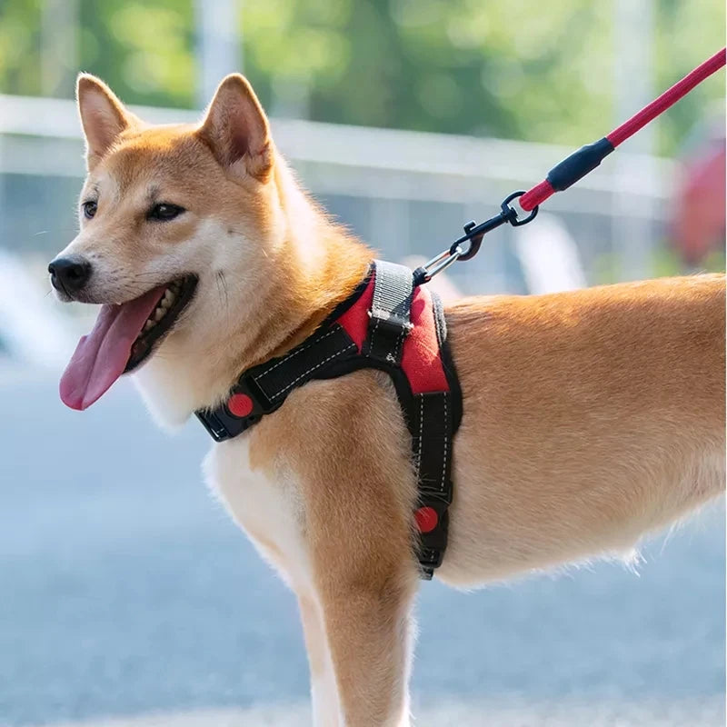 Adjustable Dog Harness with Lead